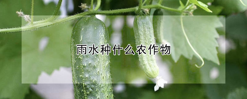 雨水種什麼農作物