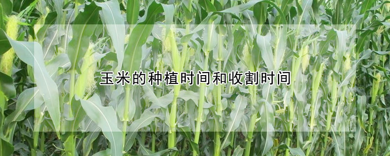 玉米的種植時間和收割時間