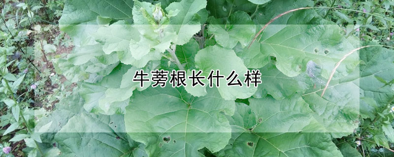 牛蒡根長什麼樣