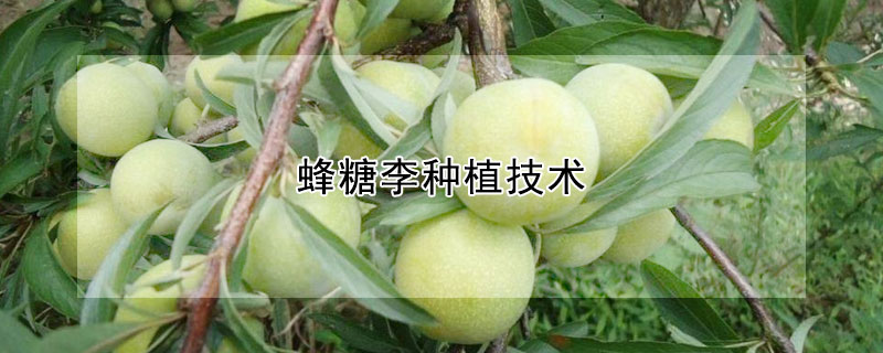 蜂糖李種植技術