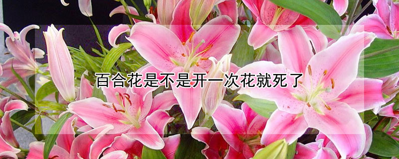 百合花是不是開一次花就死了