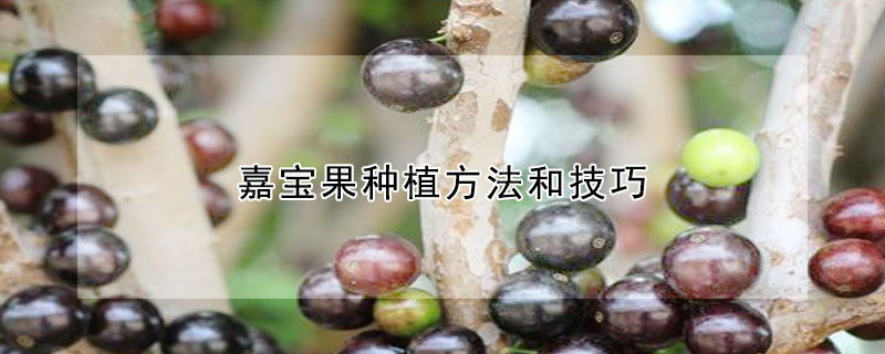 嘉寶果種植方法和技巧