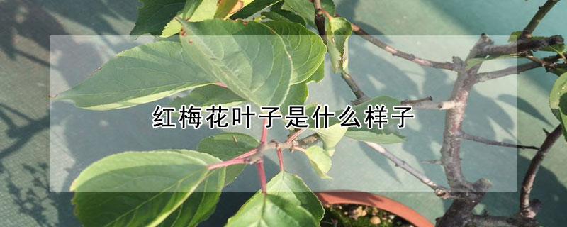 紅梅花葉子是什麼樣子