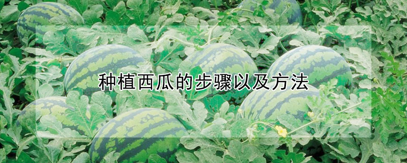 種植西瓜的步驟以及方法