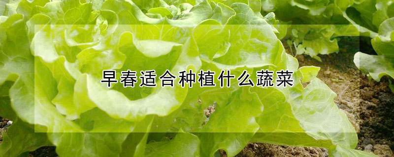 早春適合種植什麼蔬菜