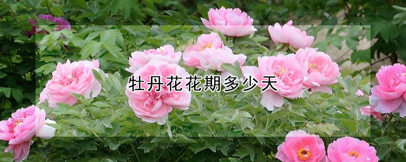 牡丹花花期多少天