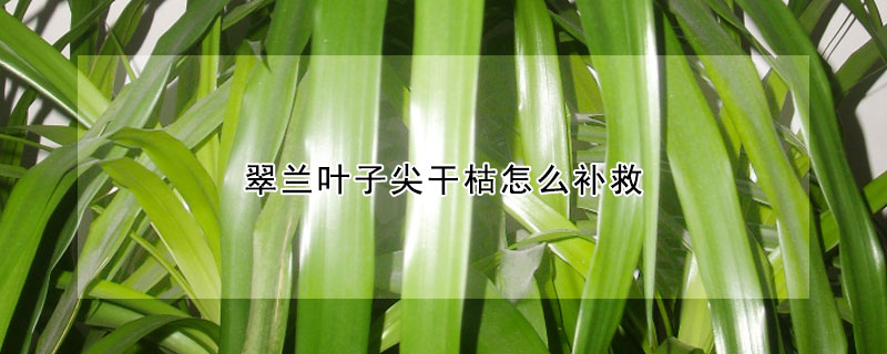 翠蘭葉子尖幹枯怎麼補救