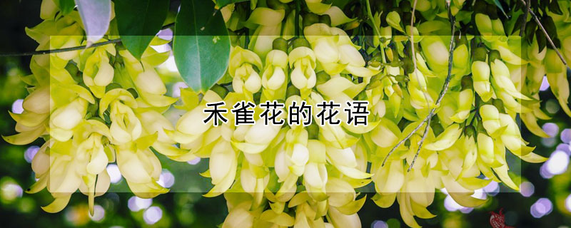 禾雀花的花語