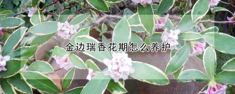 金邊瑞香花期怎麼養護