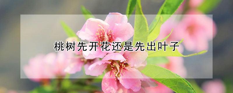 桃樹先開花還是先出葉子