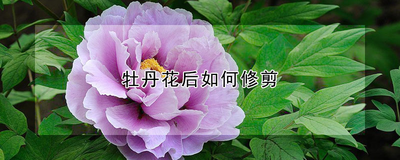 牡丹花後如何修剪