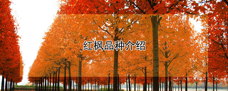 紅楓品種介紹