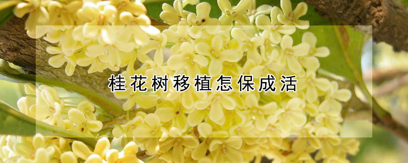 桂花樹移植怎保成活