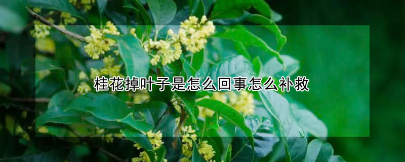 桂花掉葉子是怎麼回事怎麼補救