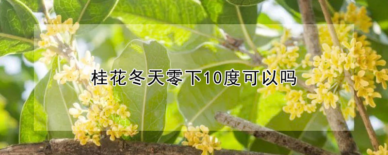 桂花冬天零下10度可以嗎