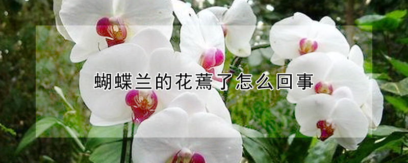 蝴蝶蘭的花蔫了怎麼回事