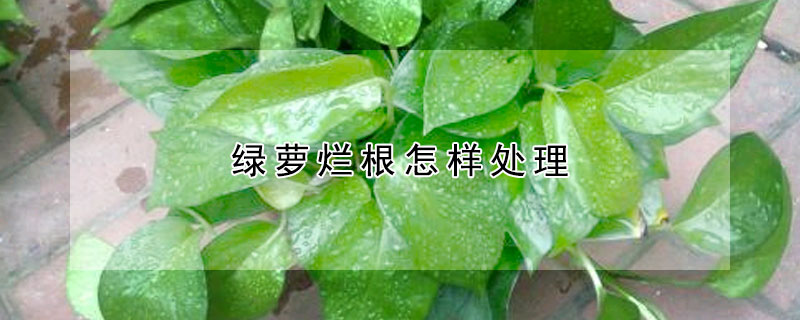 綠蘿爛根怎樣處理