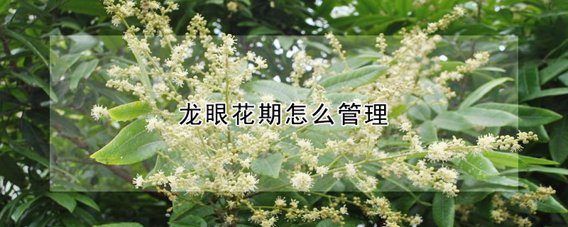 龍眼花期怎麼管理