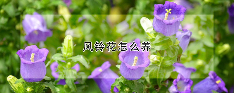 風鈴花怎麼養