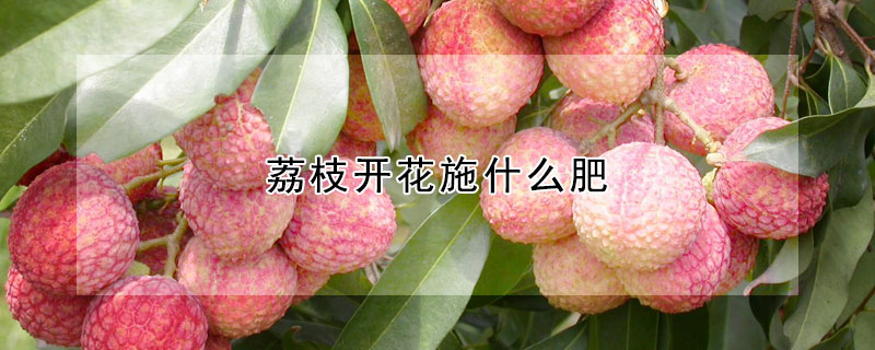 荔枝開花施什麼肥