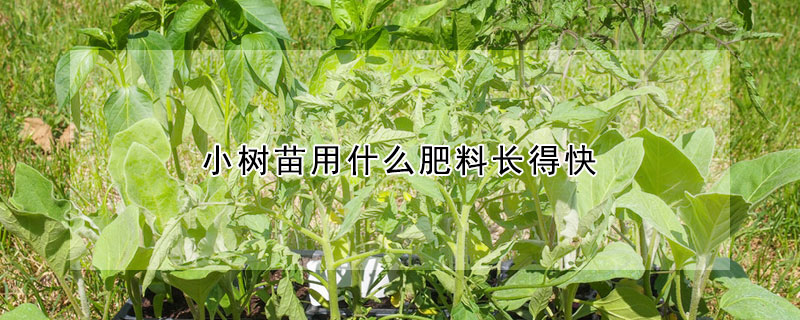 小樹苗用什麼肥料長得快