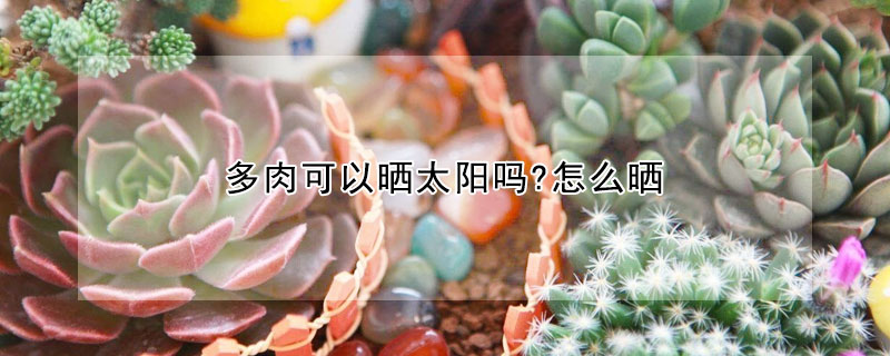 多肉可以曬太陽嗎?怎麼曬