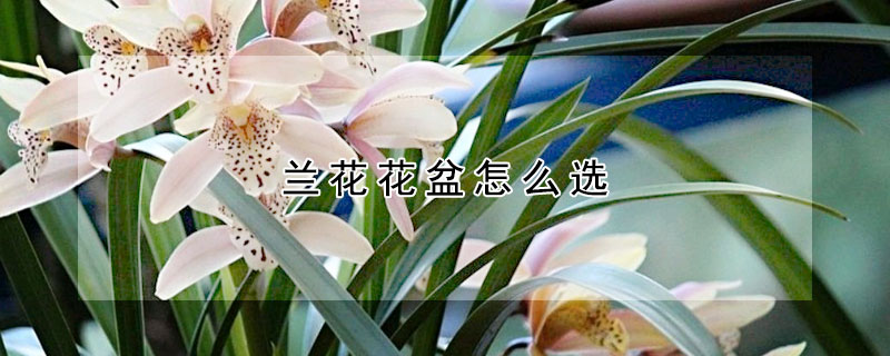 蘭花花盆怎麼選