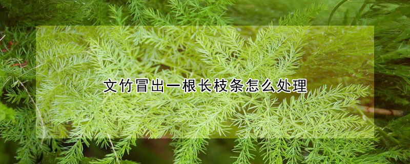 文竹冒出一根長枝條怎麼處理