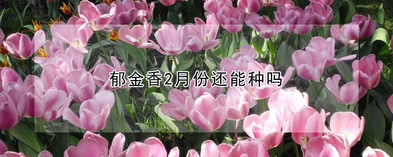 鬱金香2月份還能種嗎