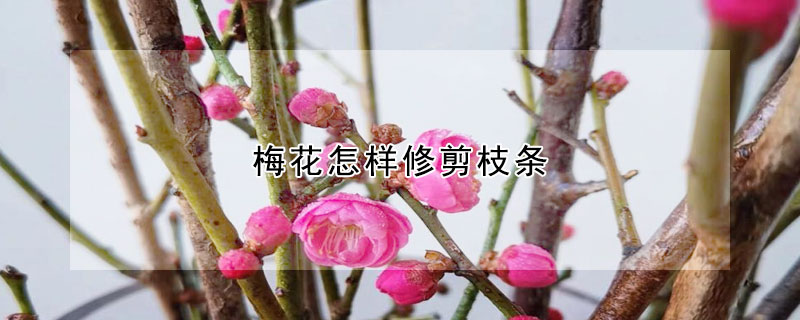 梅花怎樣修剪枝條