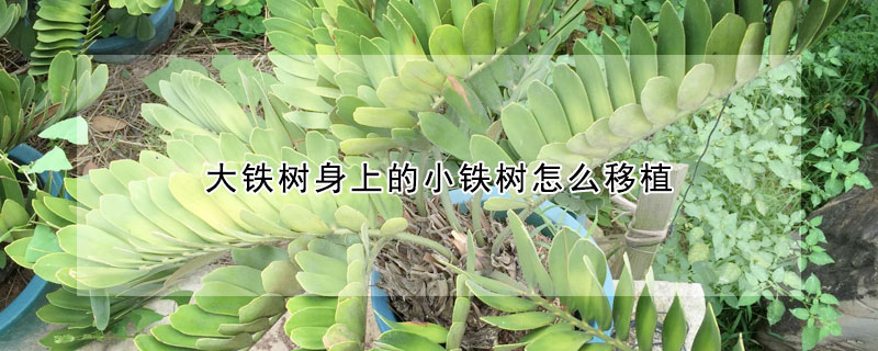 大鐵樹身上的小鐵樹怎麼移植