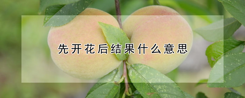 先開花後結果什麼意思