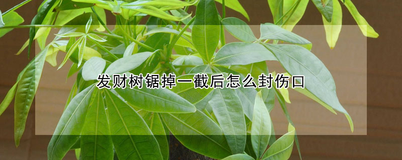 發財樹鋸掉一截後怎麼封傷口