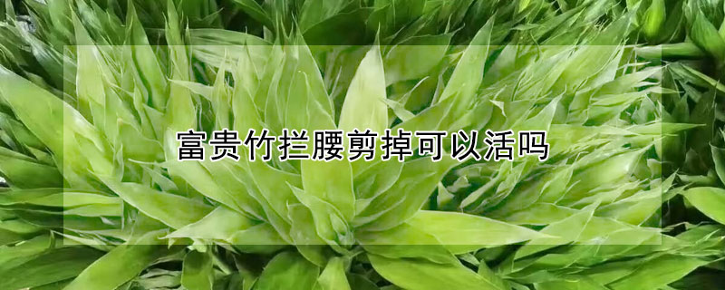 富貴竹攔腰剪掉可以活嗎