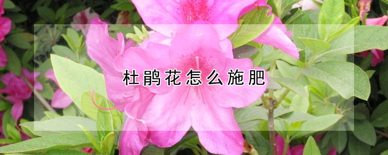 杜鵑花怎麼施肥