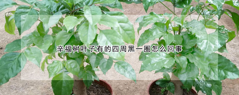 辛福樹葉子有的四周黑一圈怎麼回事