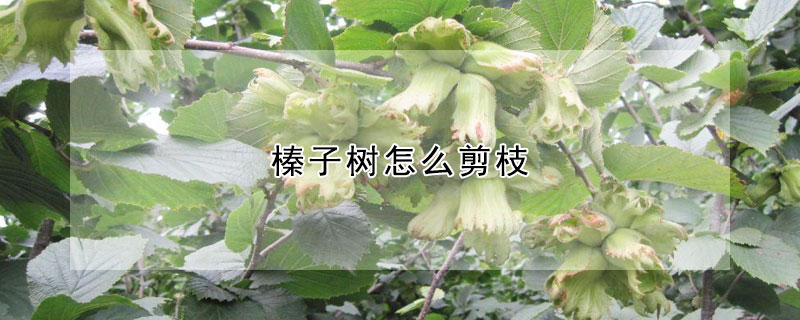 榛子樹怎麼剪枝