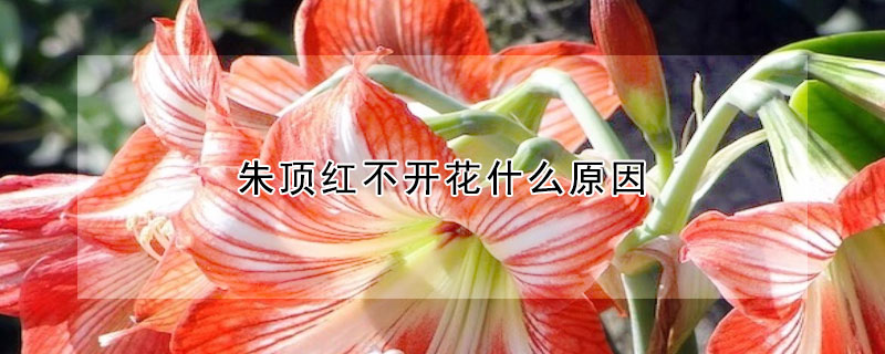 朱頂紅不開花什麼原因