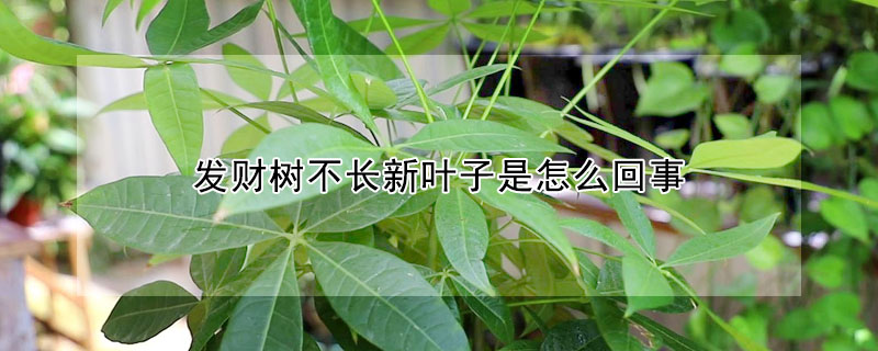 發財樹不長新葉子是怎麼回事