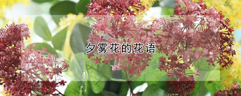 夕霧花的花語