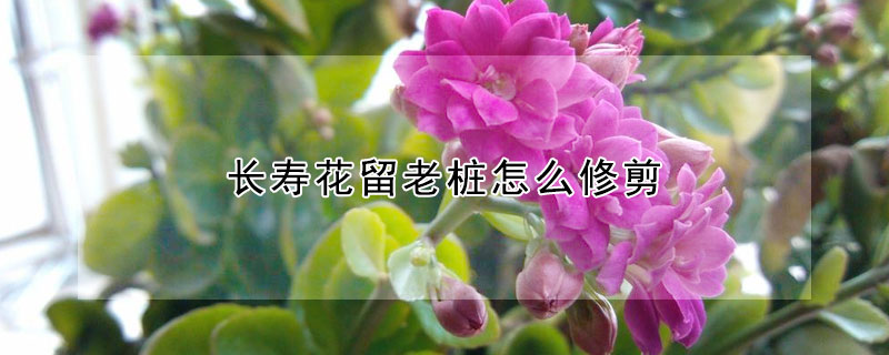 長壽花留老樁怎麼修剪