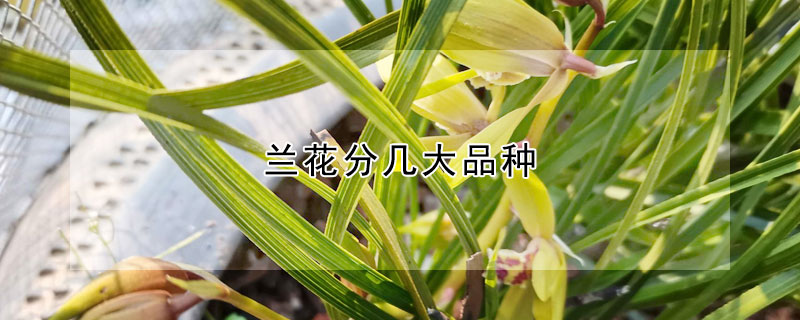 蘭花分幾大品種