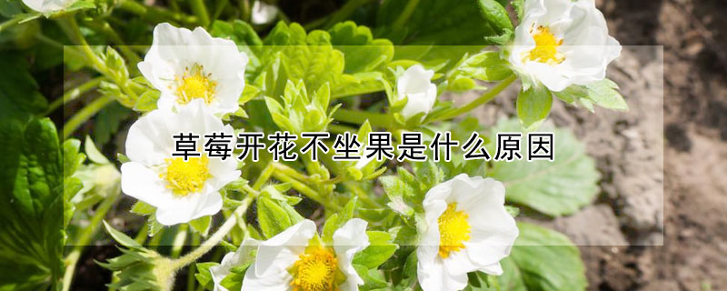 草莓開花不坐果是什麼原因