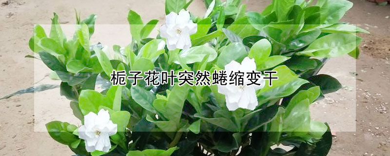 梔子花葉突然蜷縮變幹