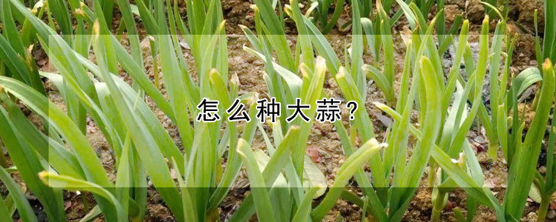 怎麼種大蒜?