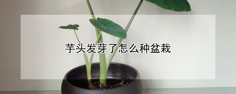 芋頭發芽了怎麼種盆栽