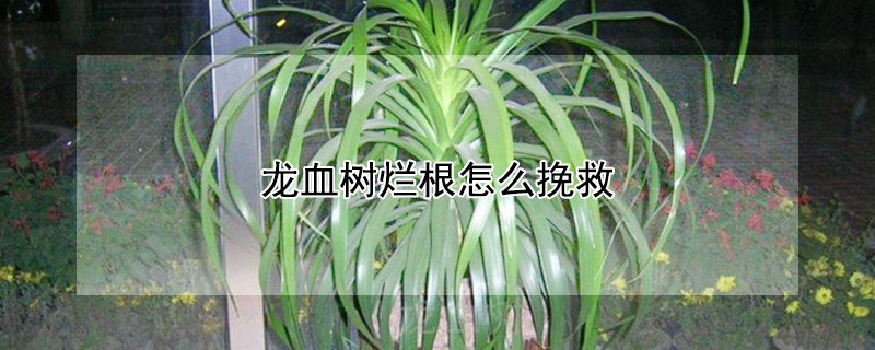 龍血樹爛根怎麼挽救