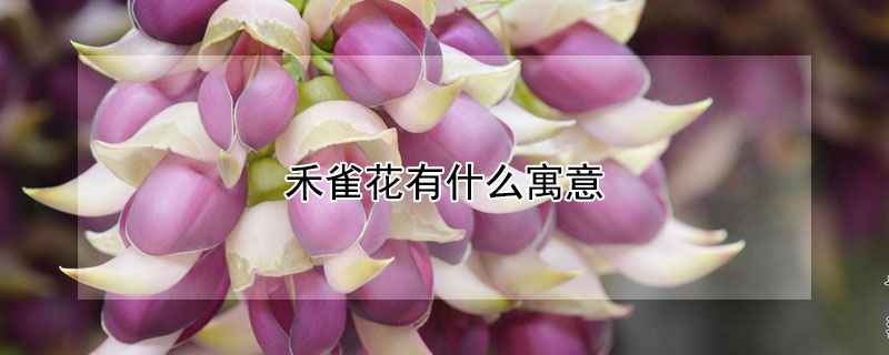 禾雀花有什麼寓意