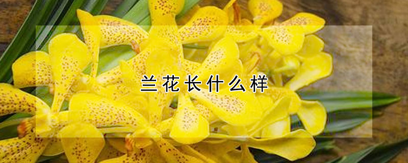 蘭花長什麼樣