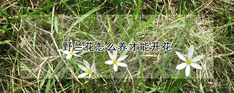 野蘭花怎麼養才能開花